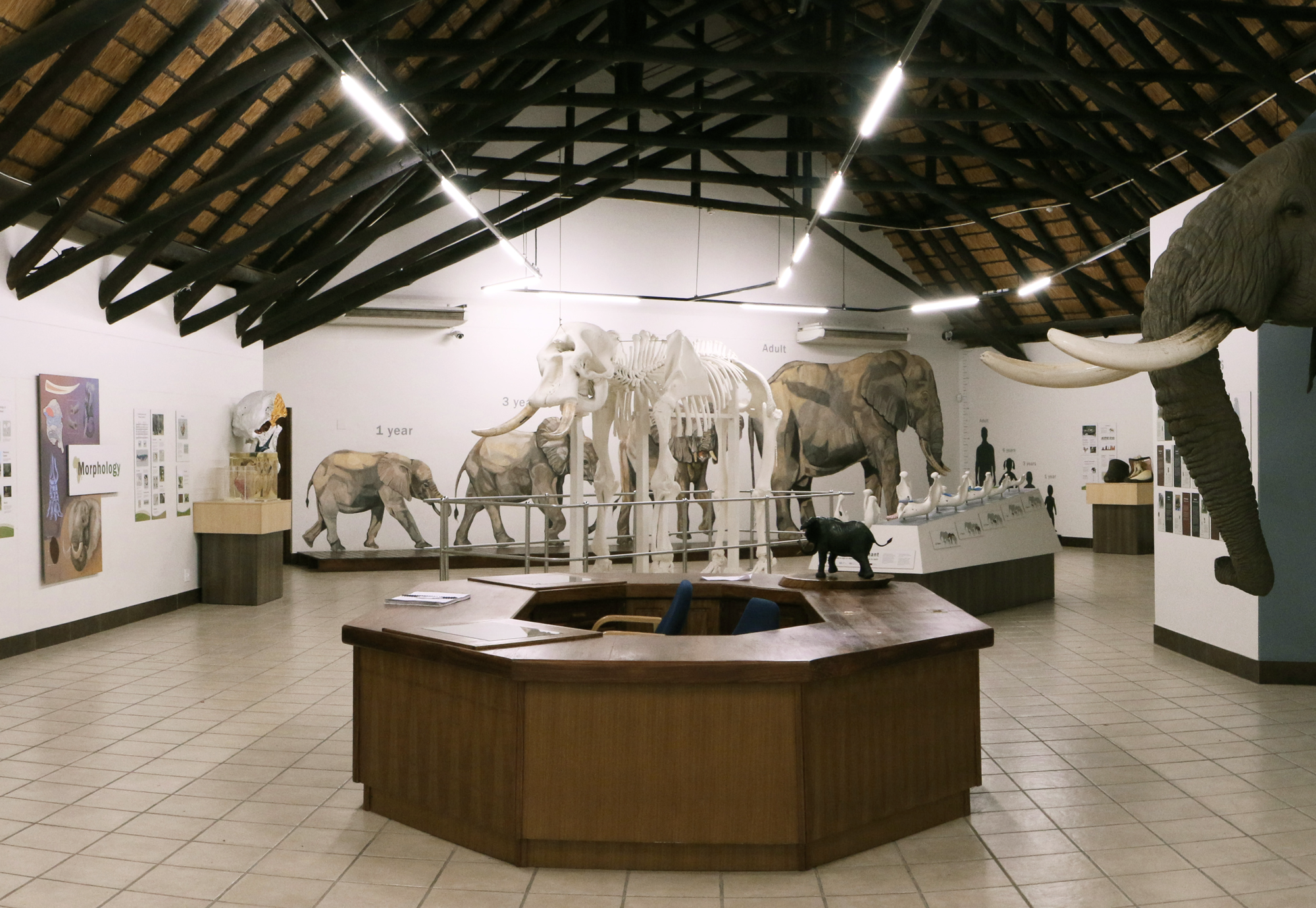 Letaba Elephant Hall
