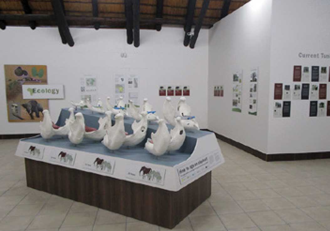 Redesigned Letaba Elephant Hall